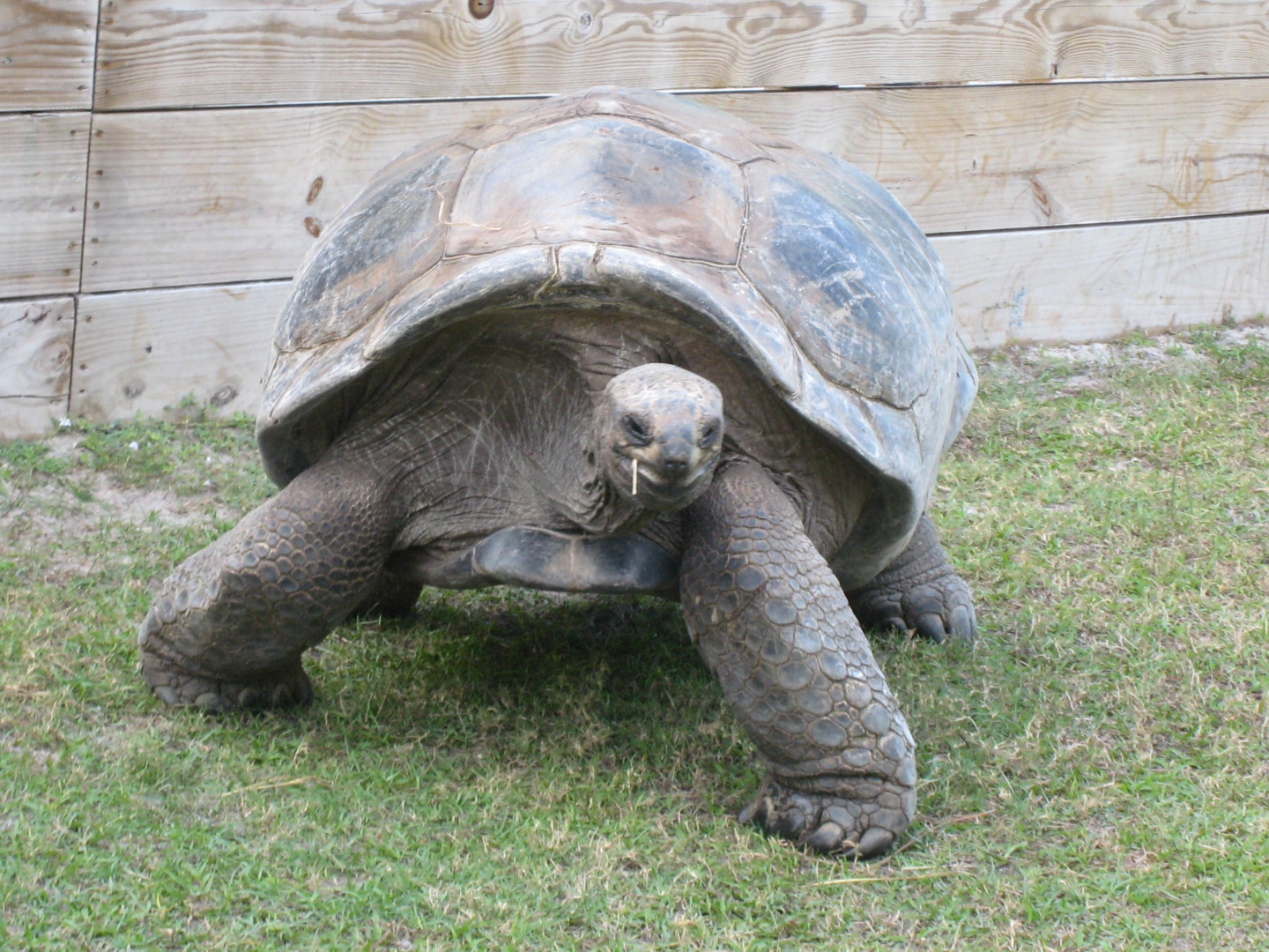 ALDABRA BREEDER