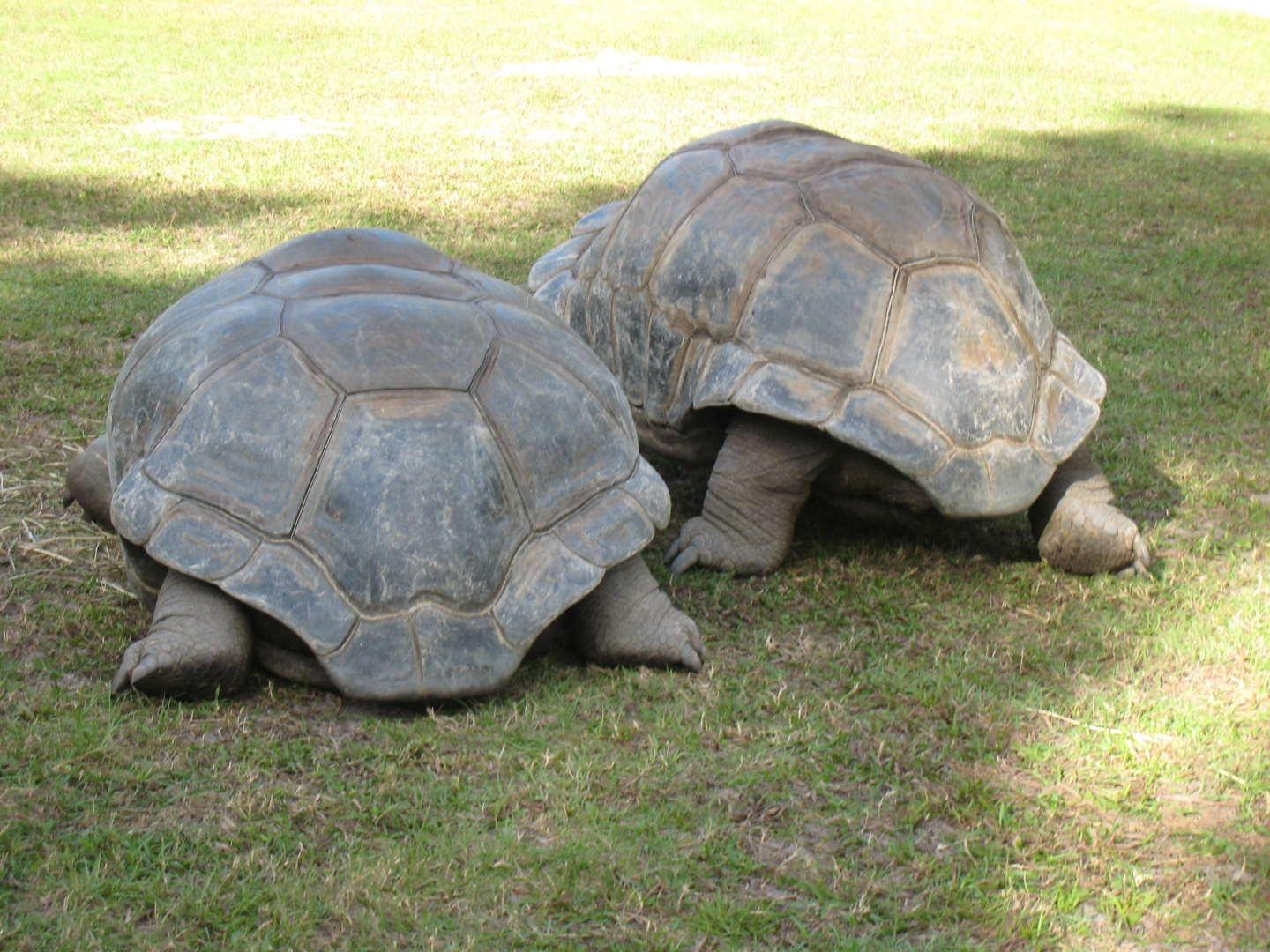 ALDABRA BREEDER