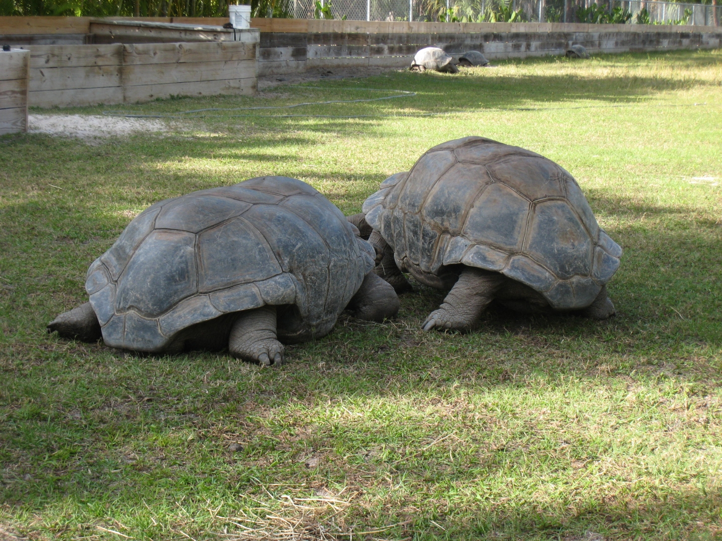 ALDABRA BREEDER