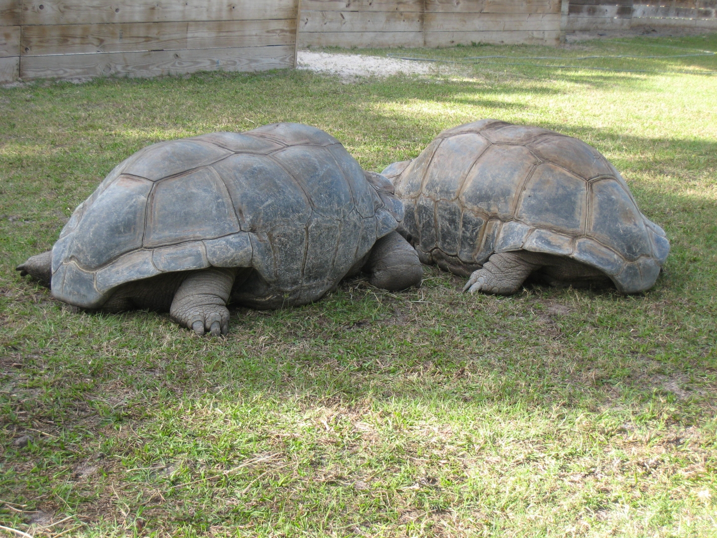 ALDABRA BREEDER