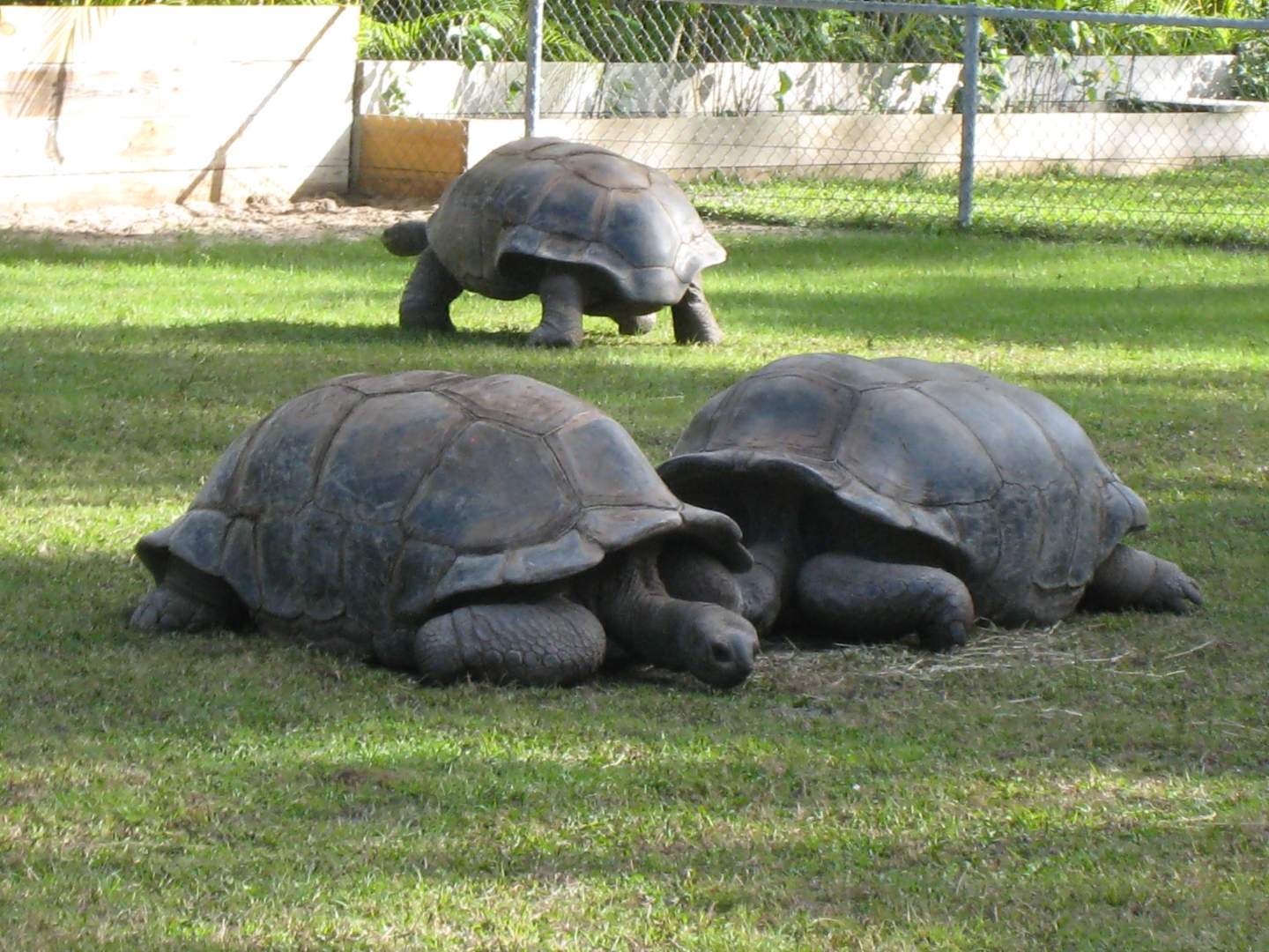 ALDABRA BREEDER