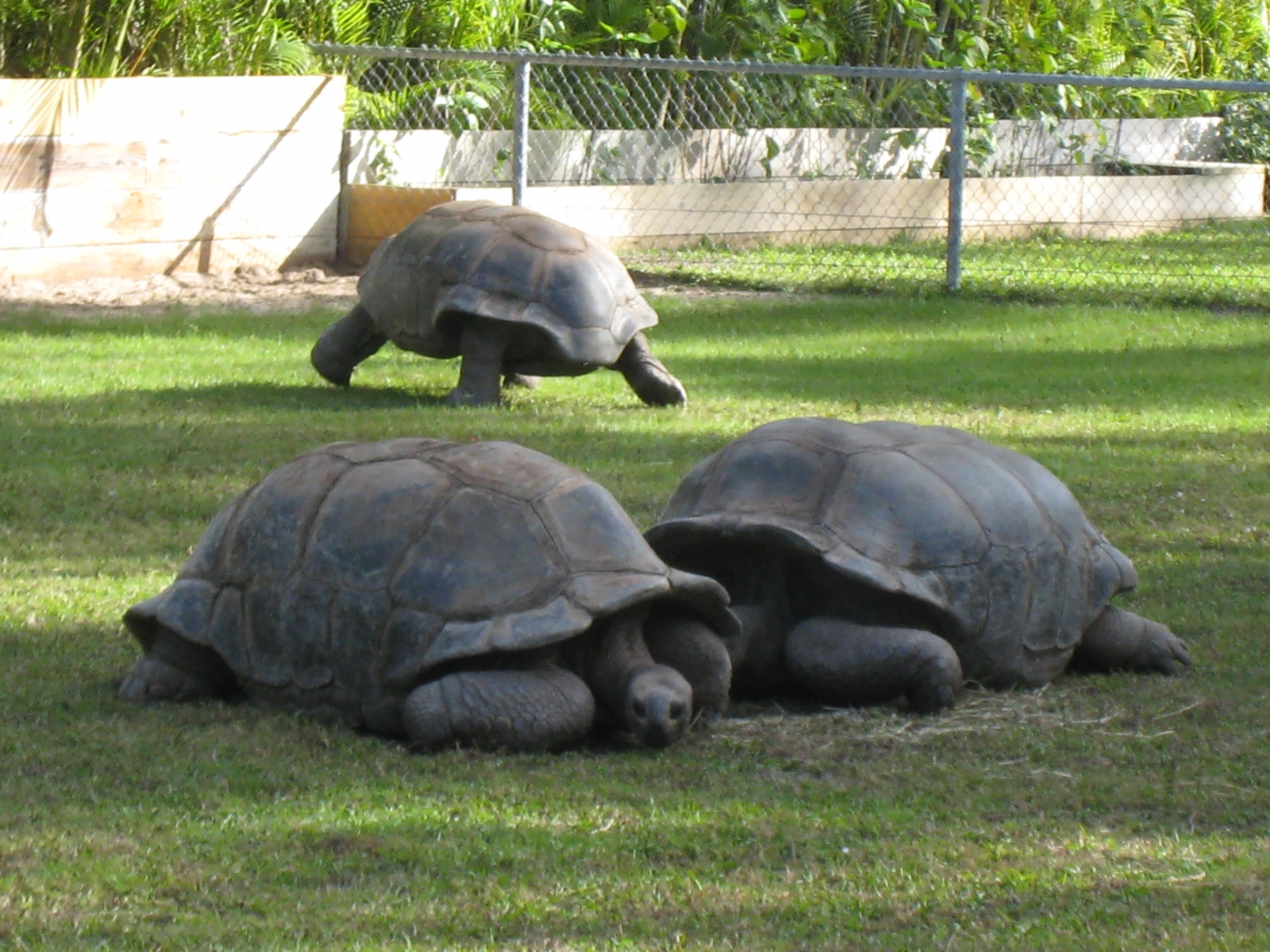ALDABRA BREEDER