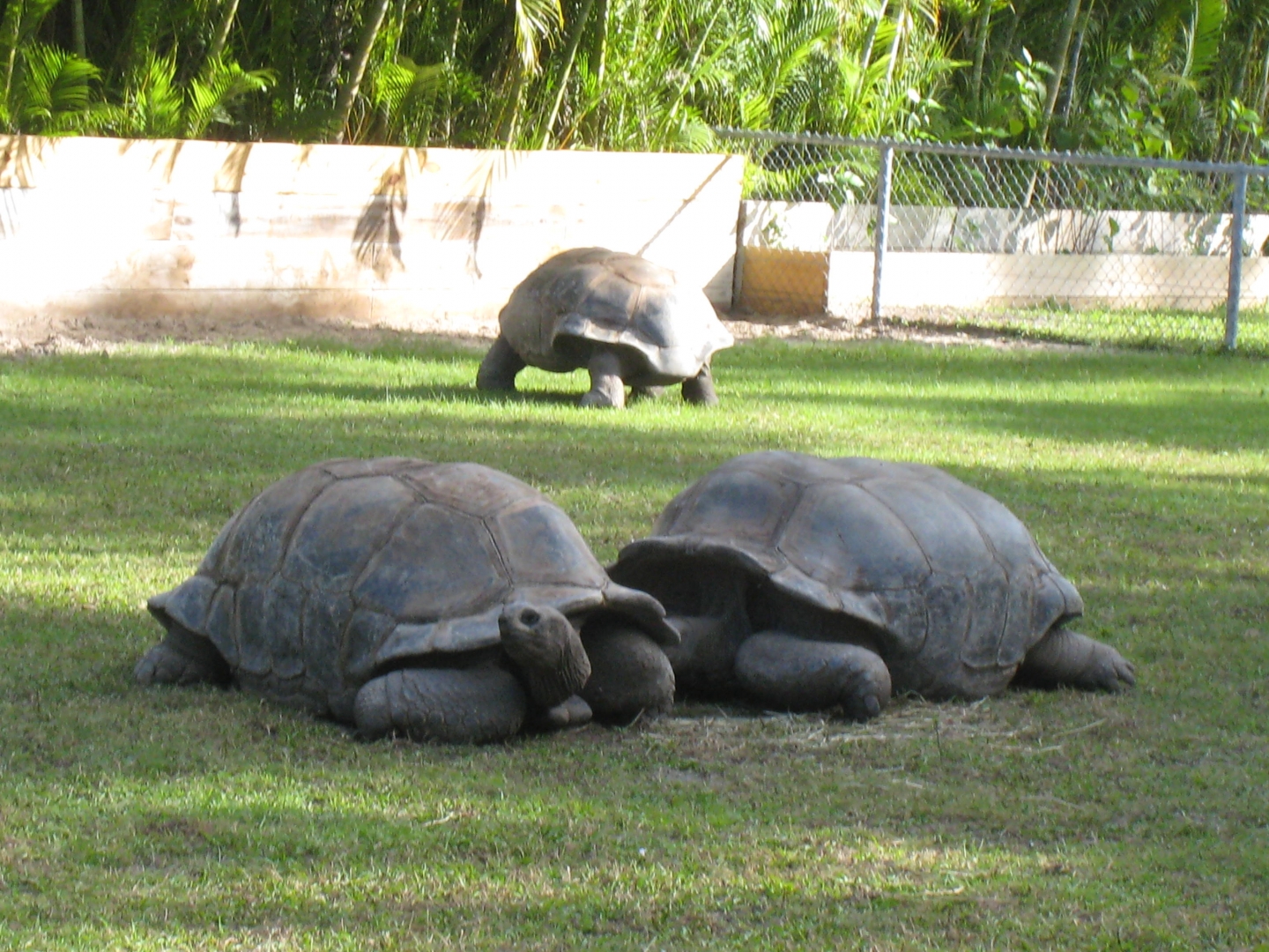 ALDABRA BREEDER