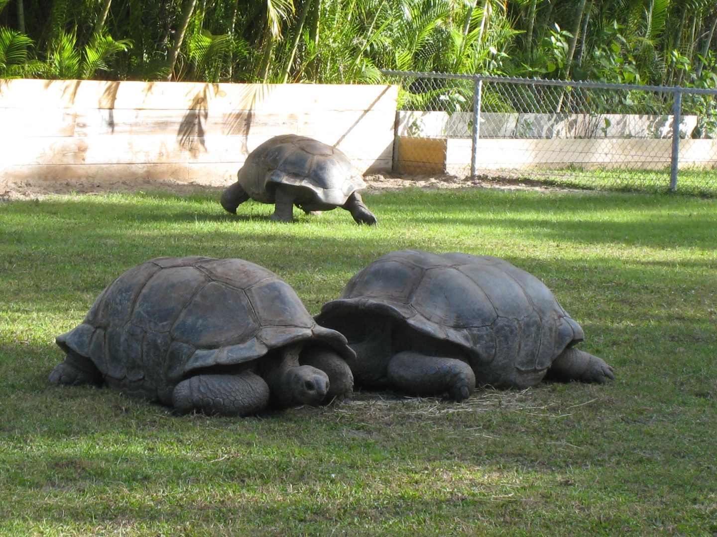 ALDABRA BREEDER