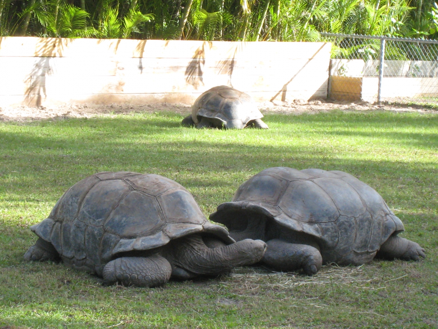 ALDABRA BREEDER