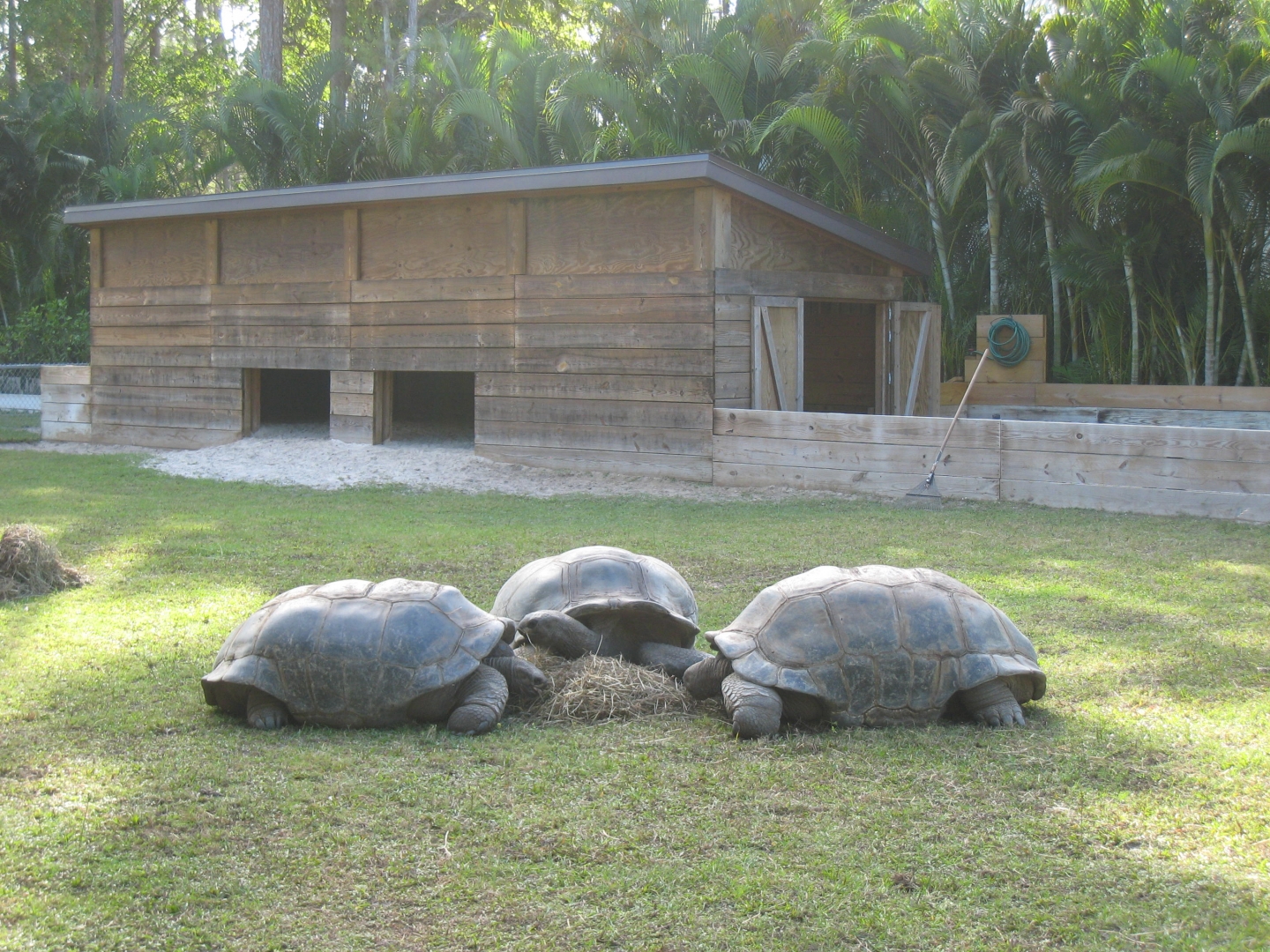 ALDABRA BREEDER