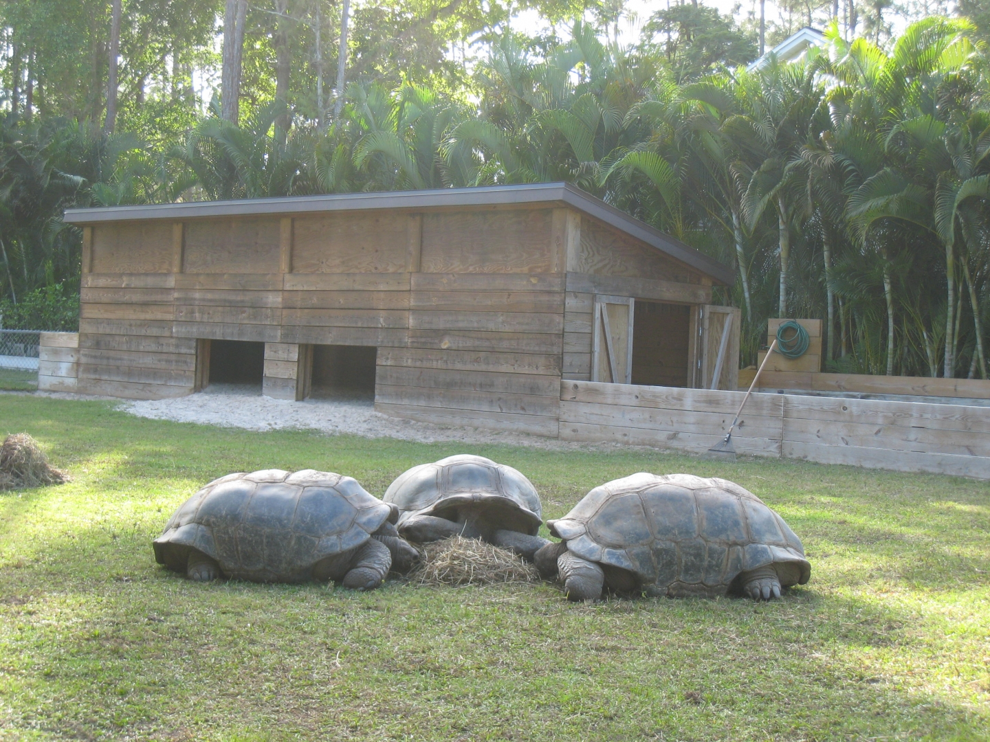 ALDABRA BREEDER