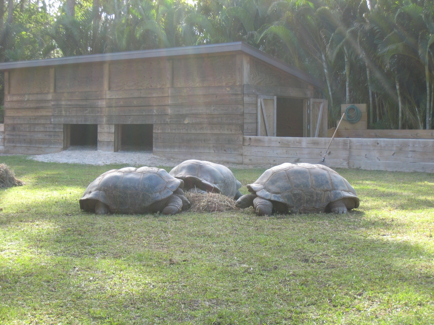 ALDABRA BREEDER