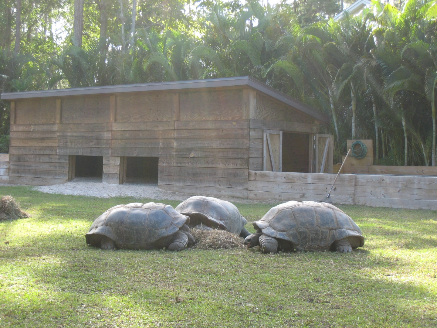 ALDABRA BREEDER