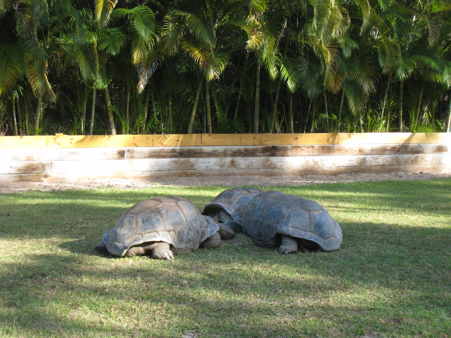 ALDABRA BREEDER