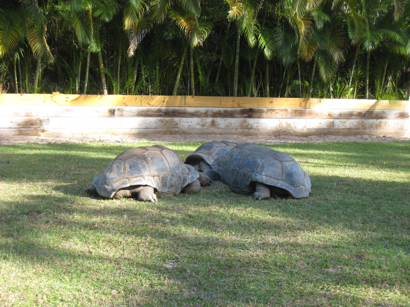 ALDABRA BREEDER