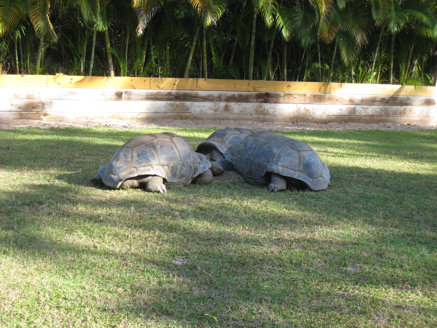 ALDABRA BREEDER