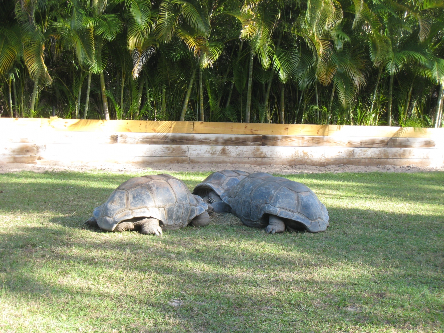 ALDABRA BREEDER