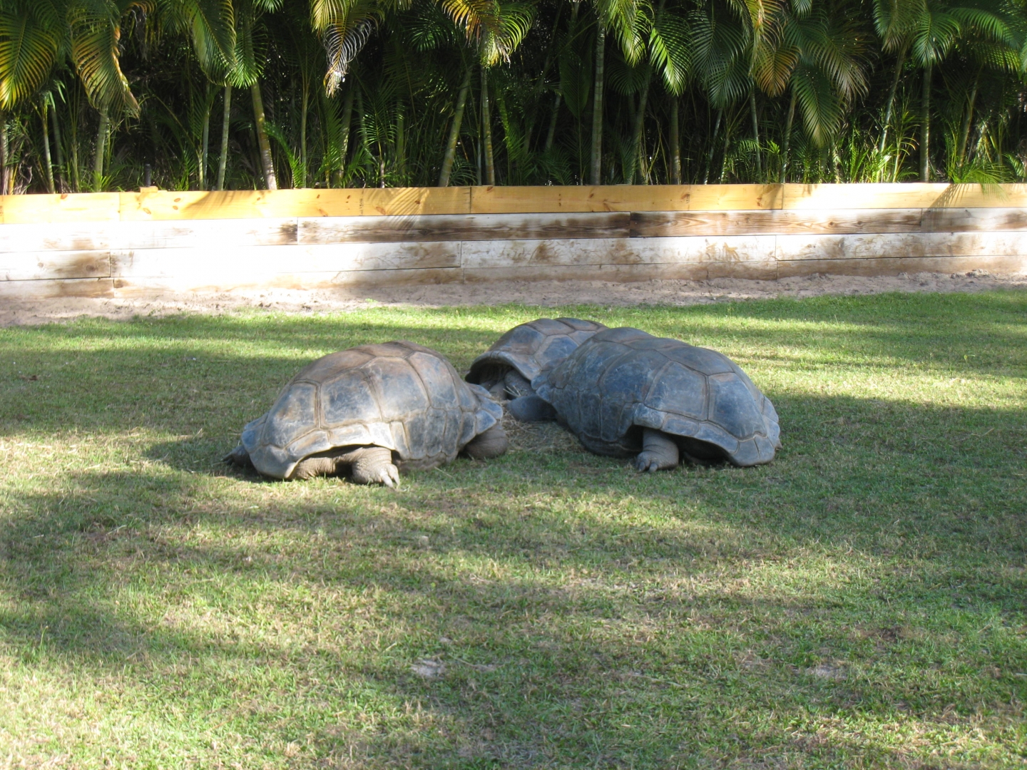 ALDABRA BREEDER