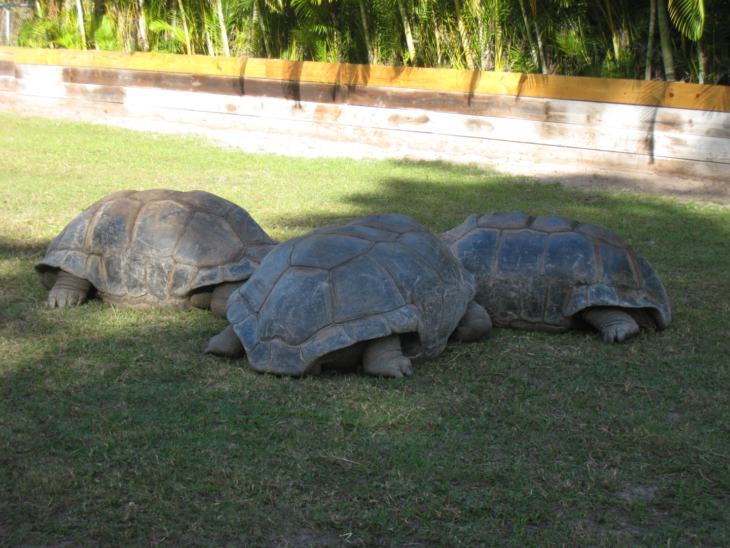 ALDABRA BREEDER