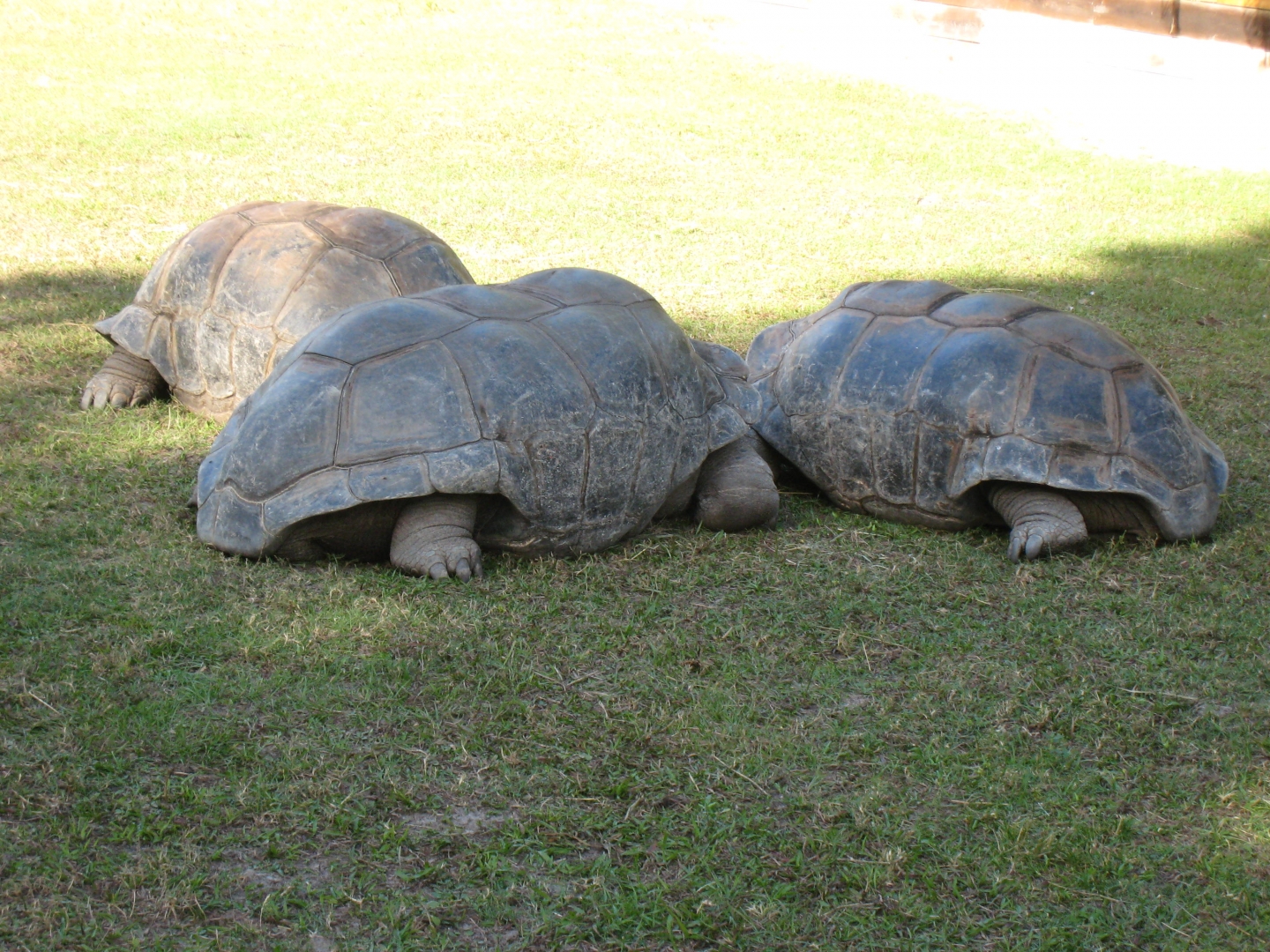 ALDABRA BREEDER