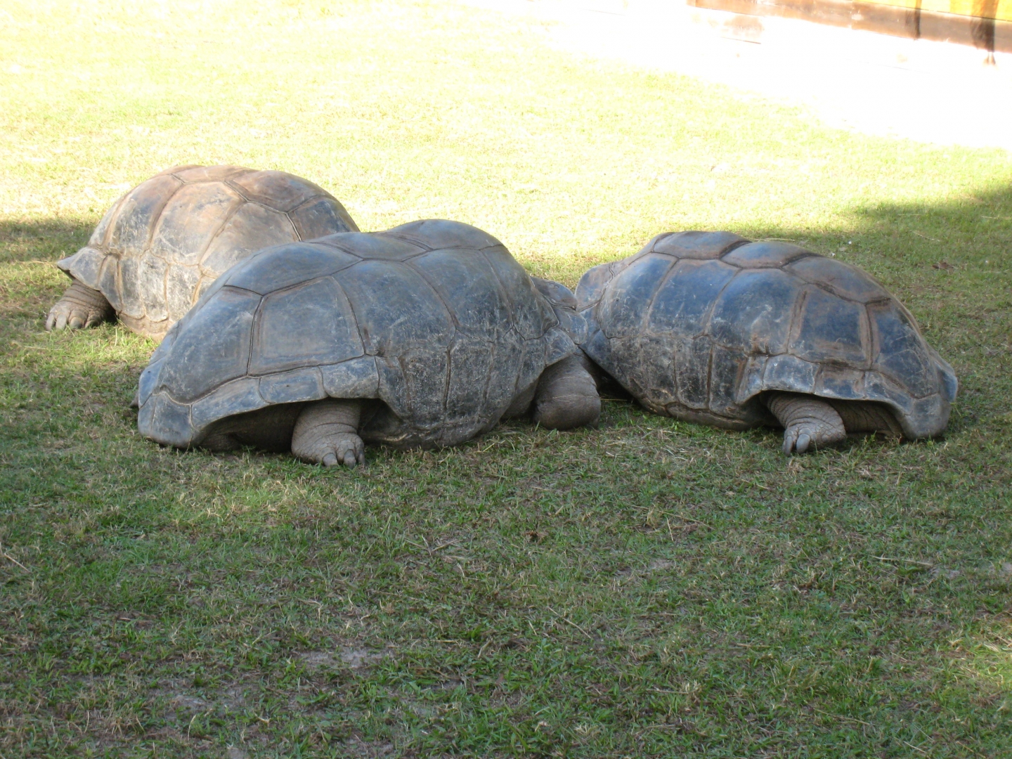 ALDABRA BREEDER