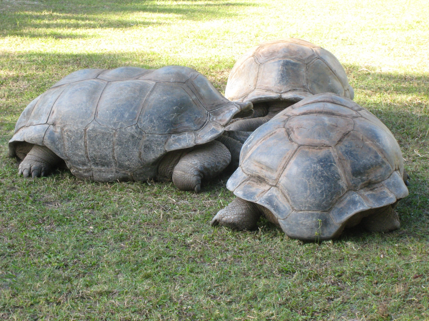 ALDABRA BREEDER