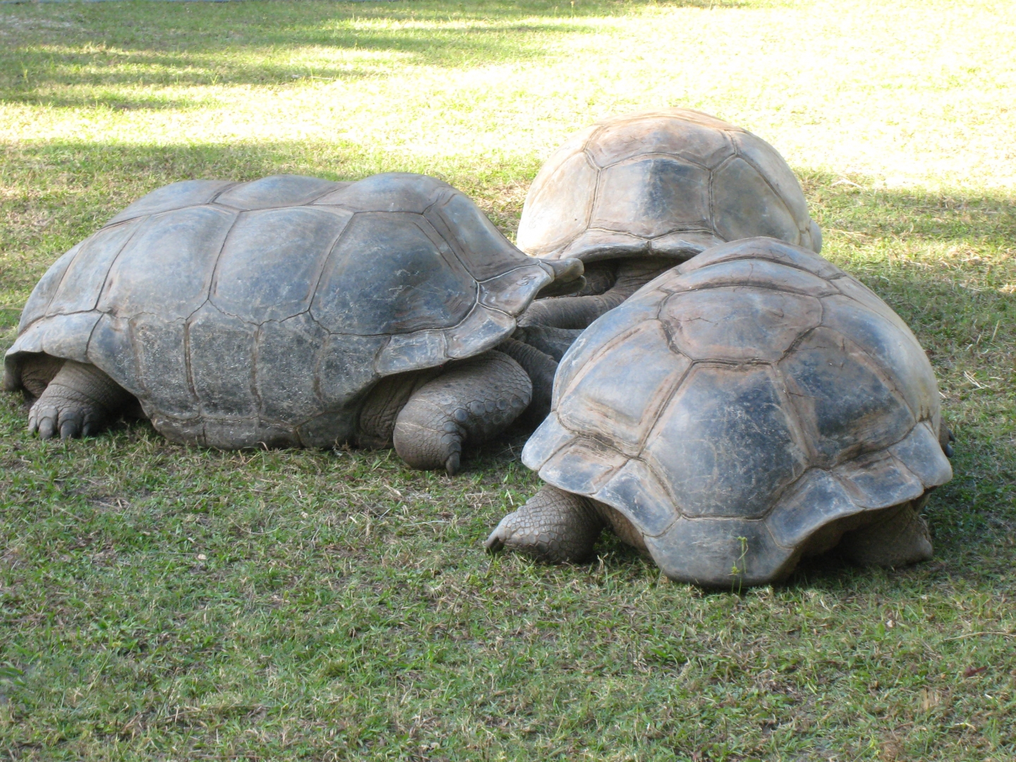 ALDABRA BREEDER