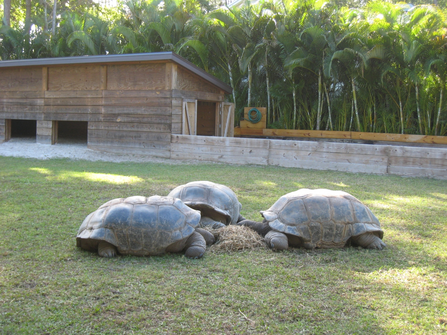 ALDABRA BREEDER