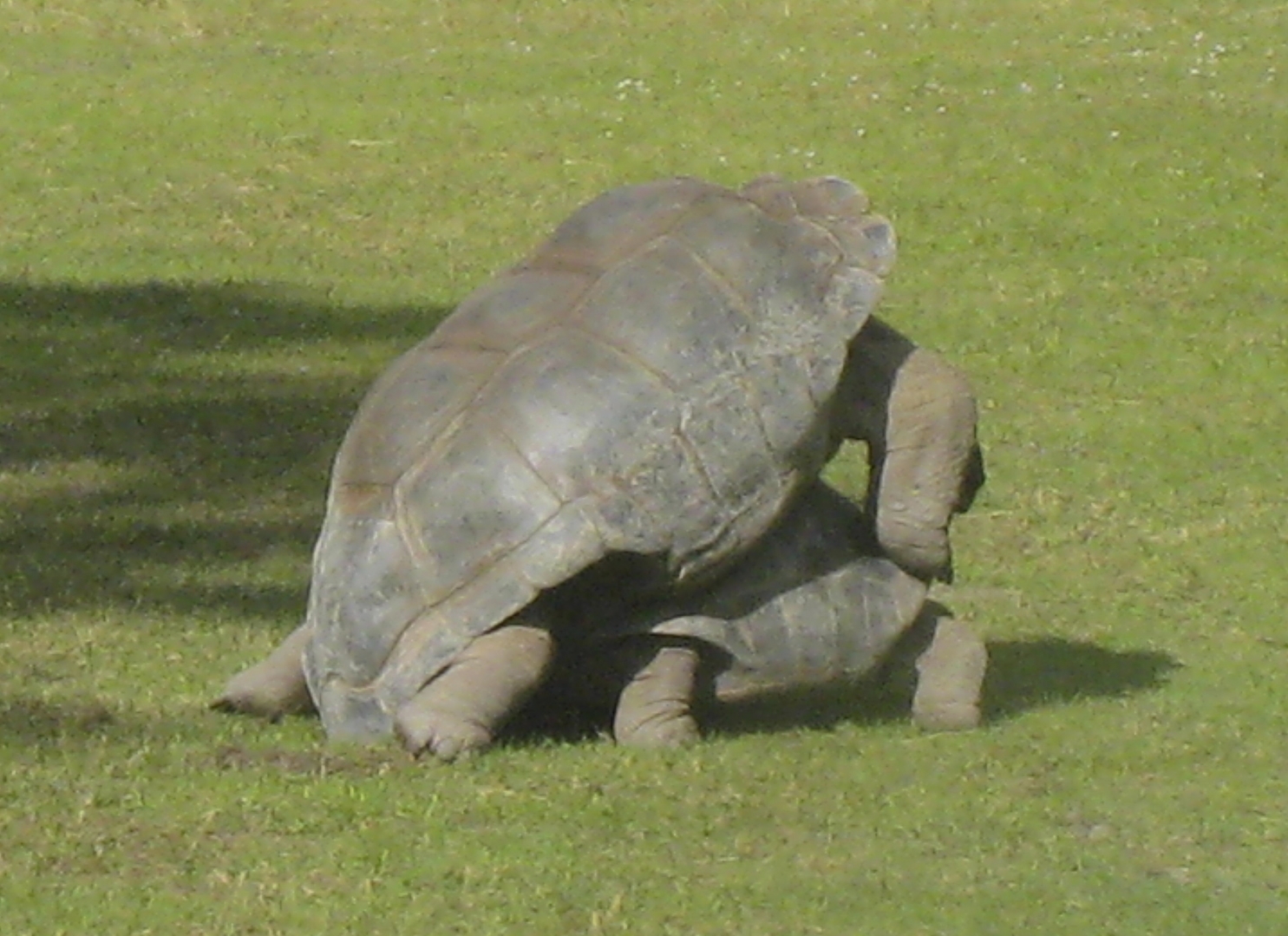 ALDABRA BREEDER