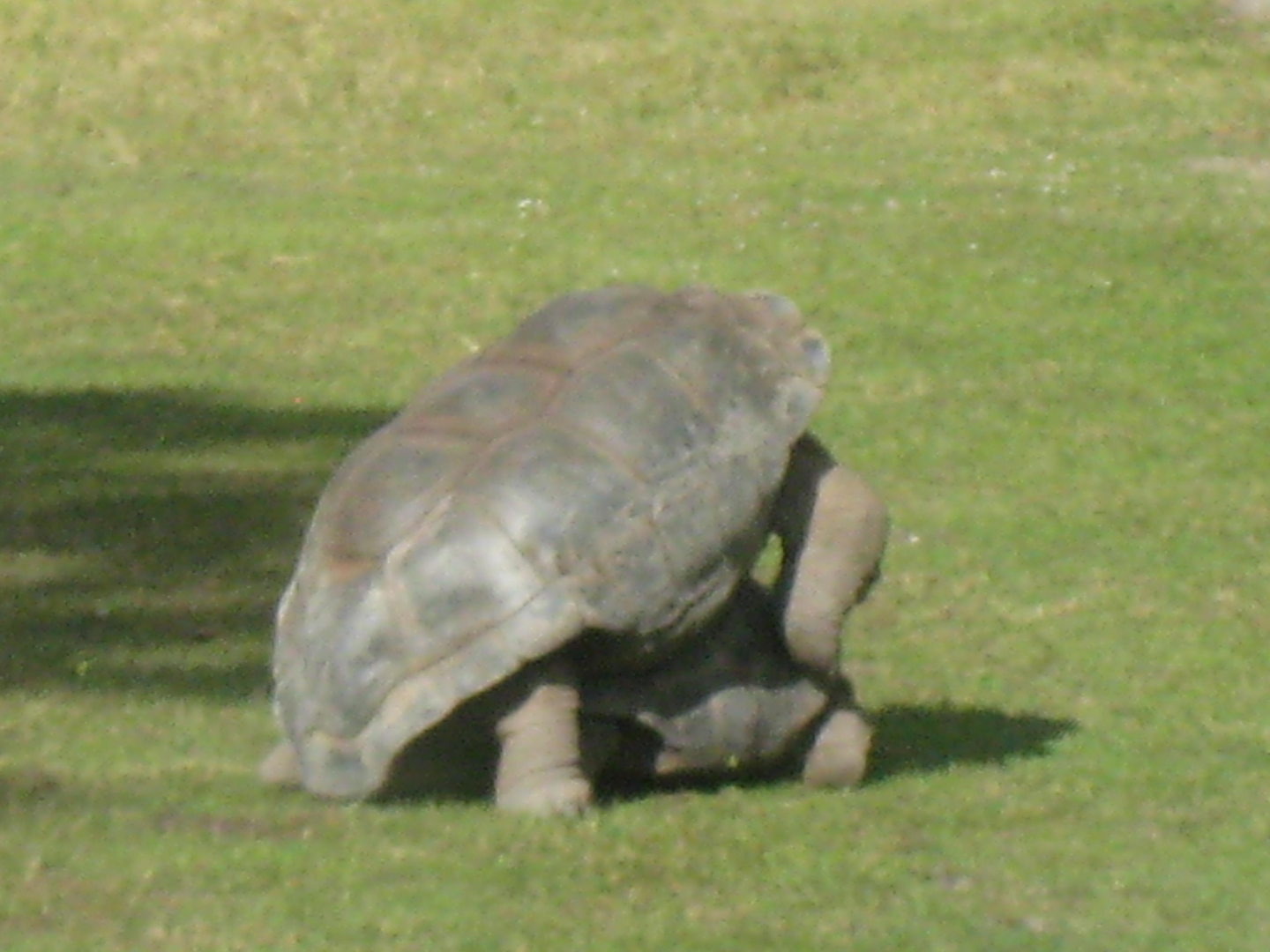 ALDABRA BREEDER