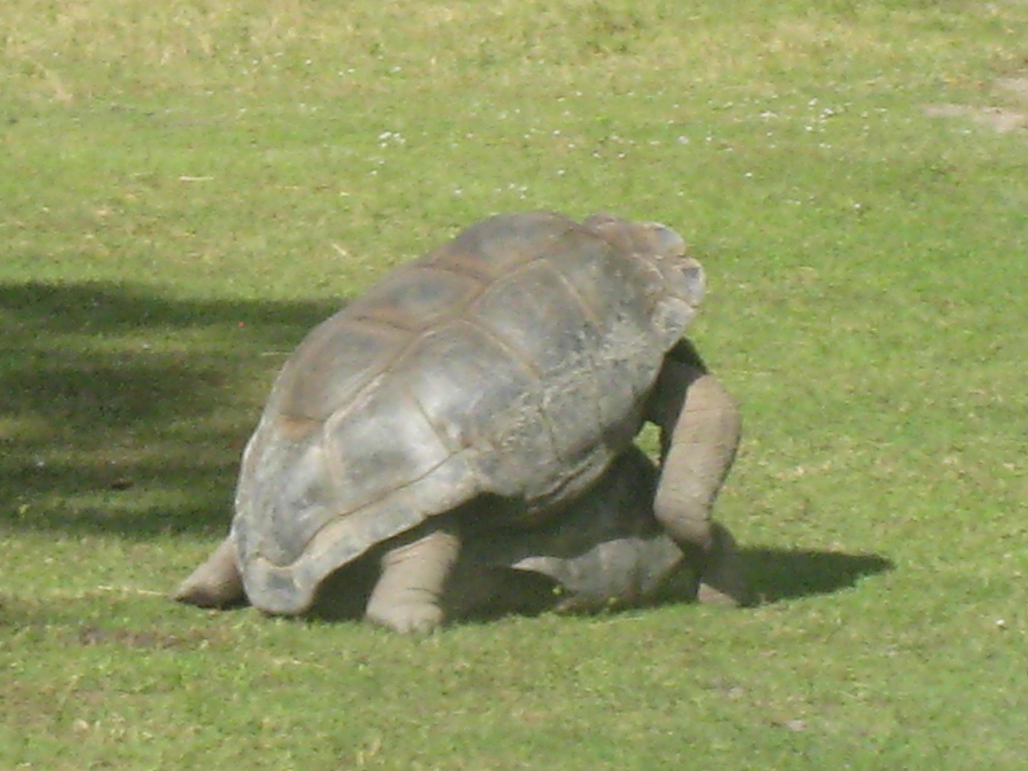 ALDABRA BREEDER