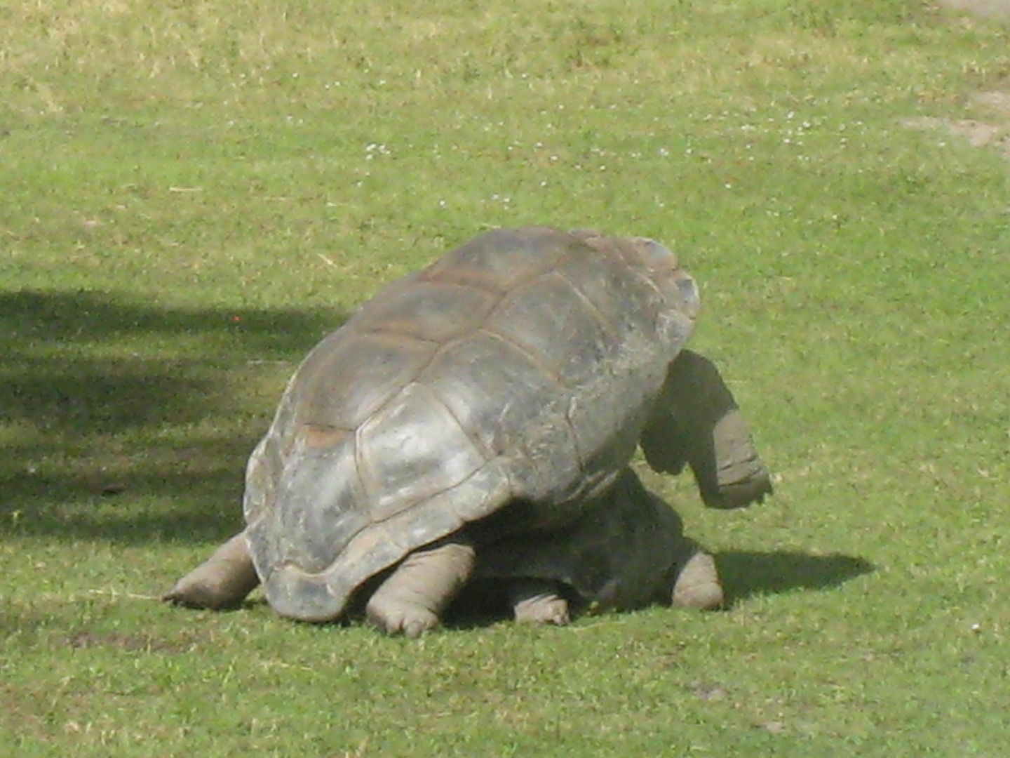 ALDABRA BREEDER