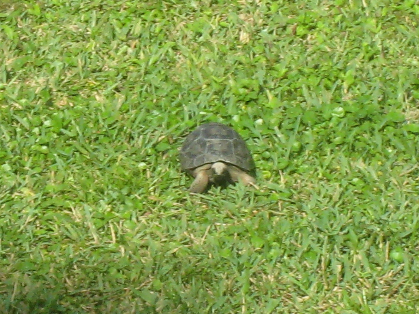 ALDABRA BREEDER
