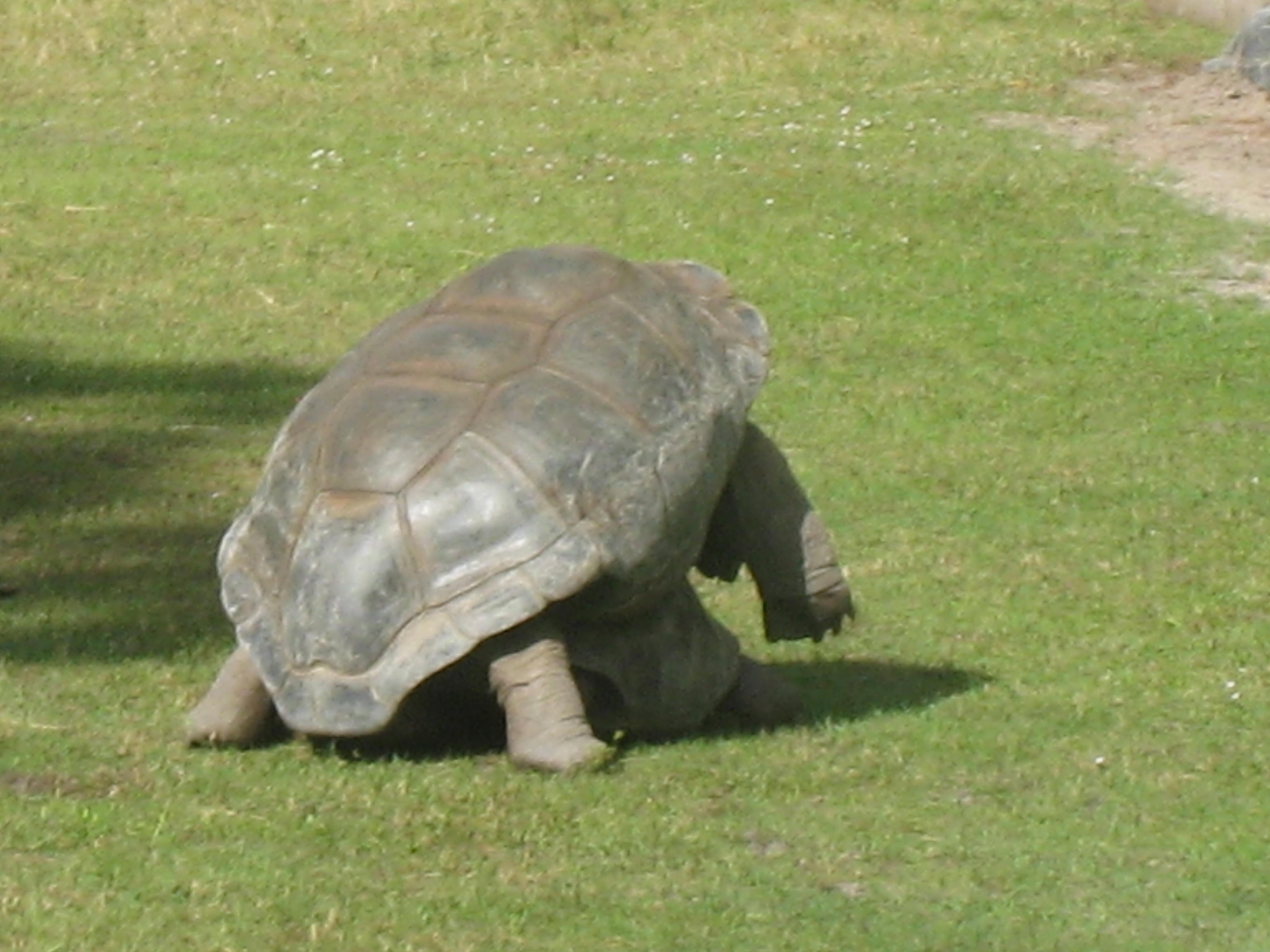 ALDABRA BREEDER