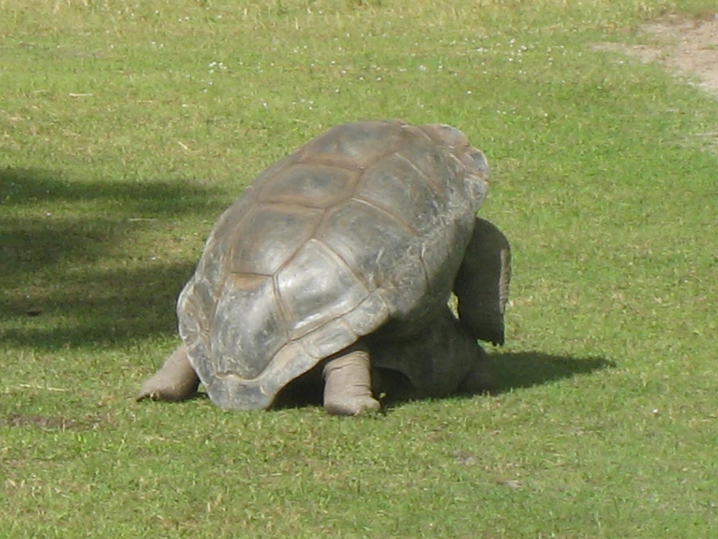 ALDABRA BREEDER