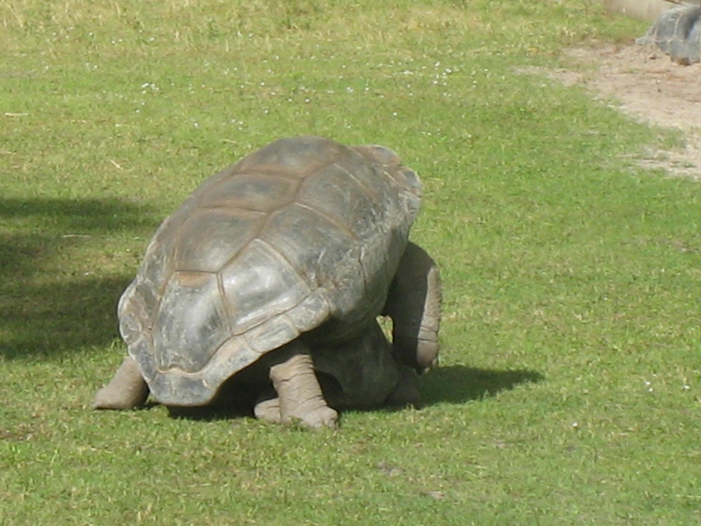 ALDABRA BREEDER