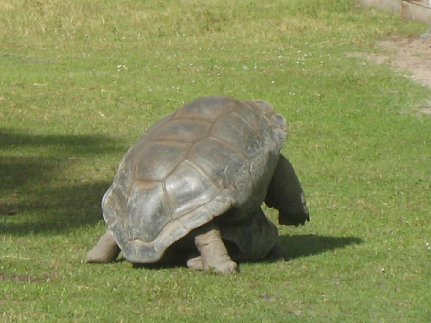 ALDABRA BREEDER