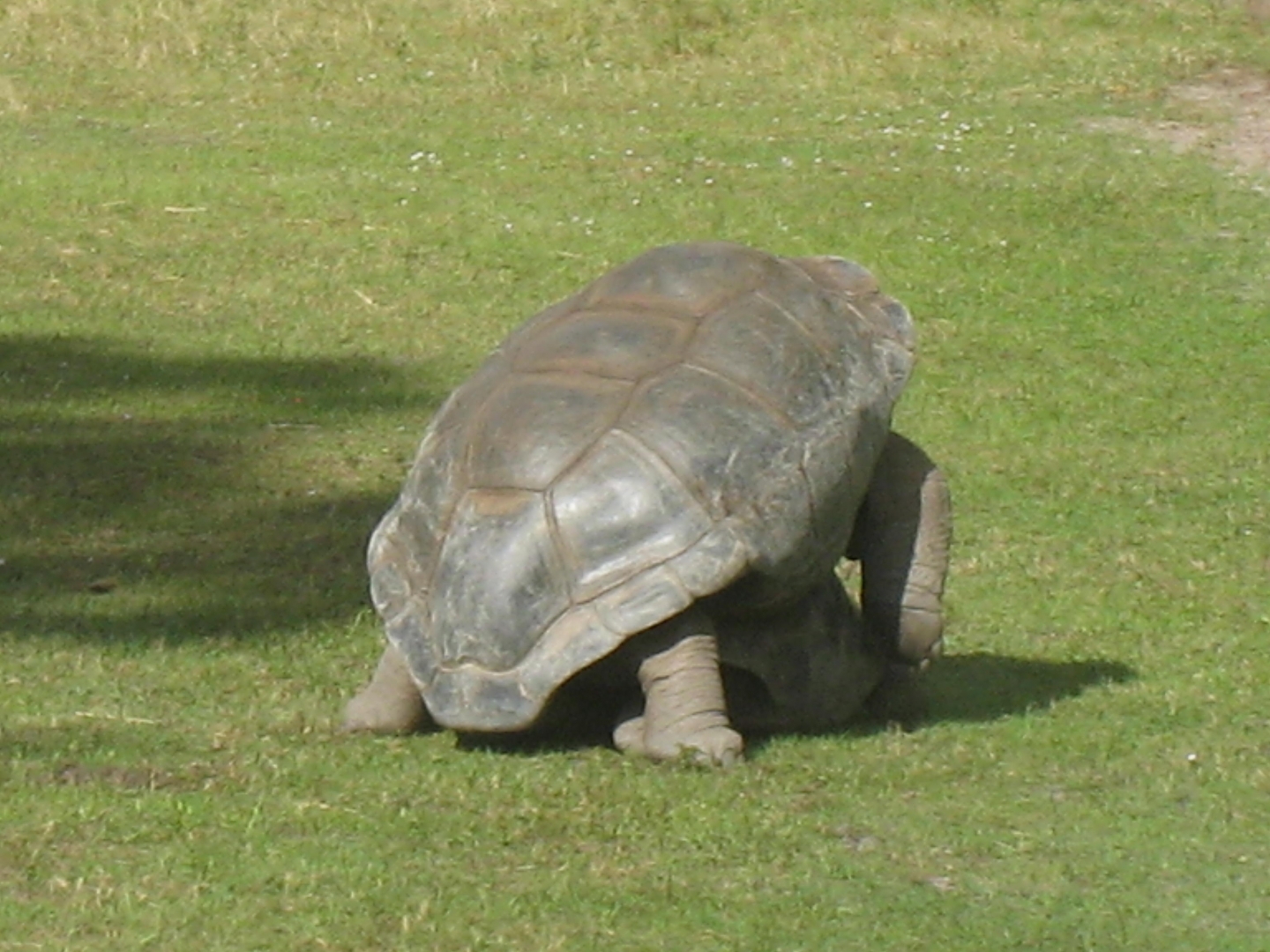 ALDABRA BREEDER