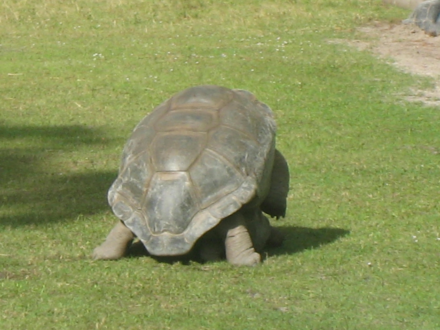ALDABRA BREEDER
