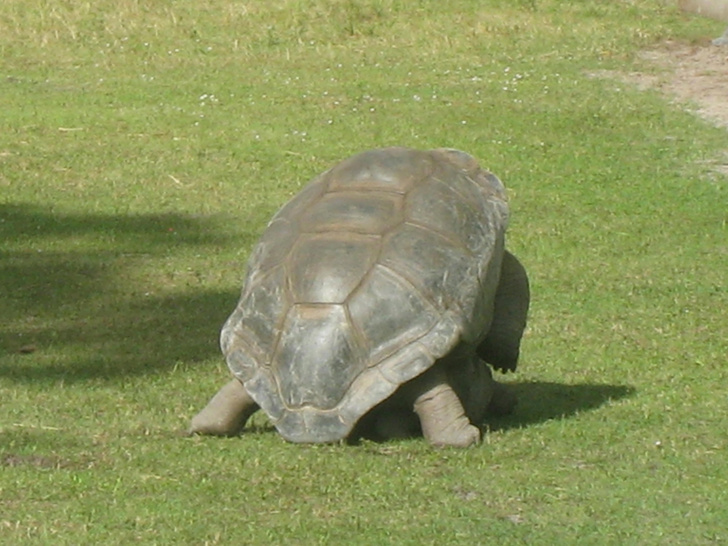 ALDABRA BREEDER