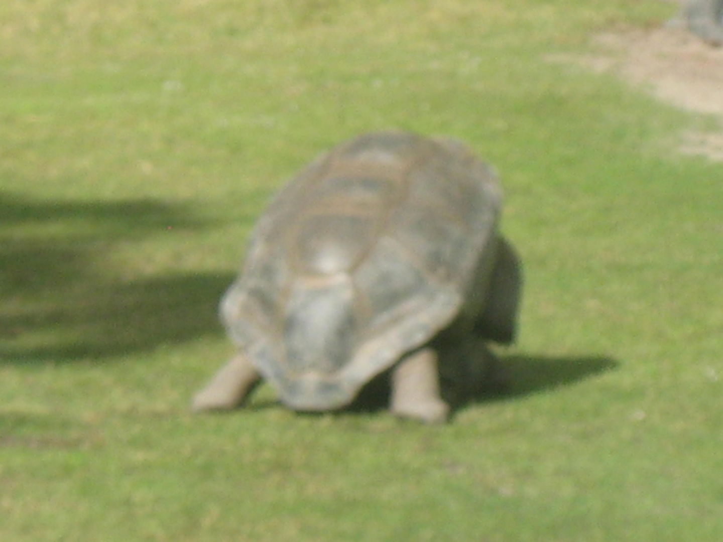 ALDABRA BREEDER