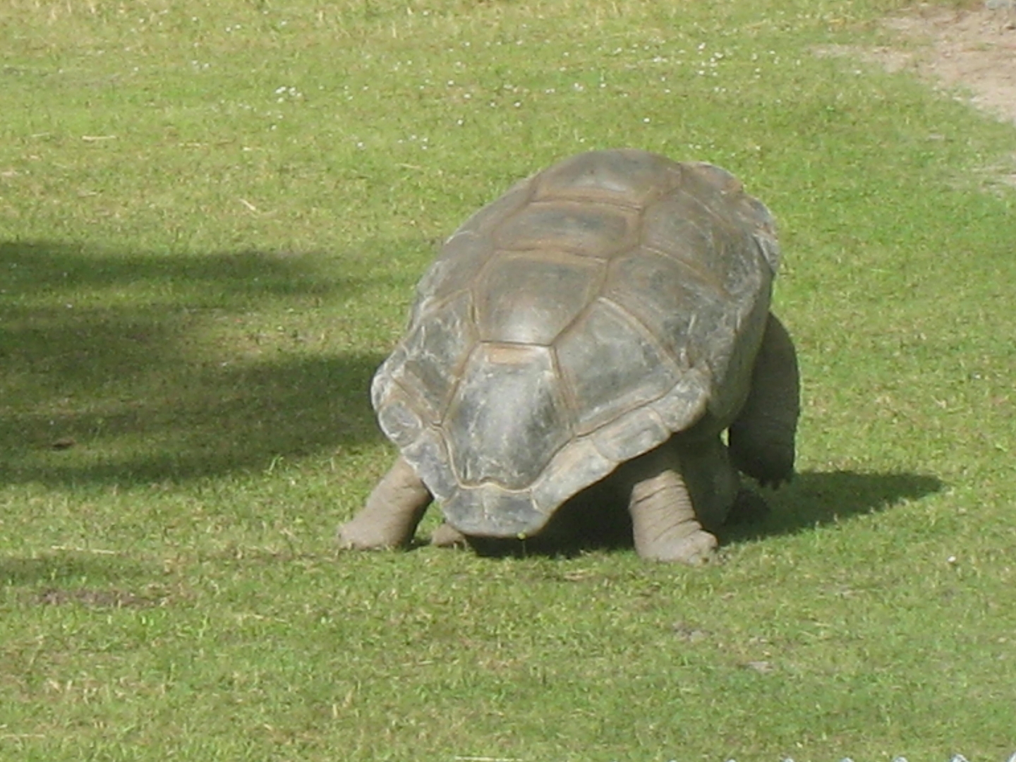 ALDABRA BREEDER