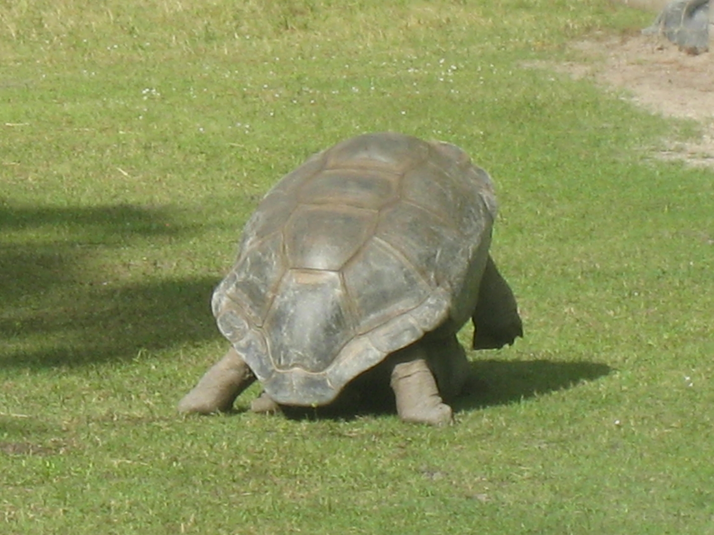 ALDABRA BREEDER