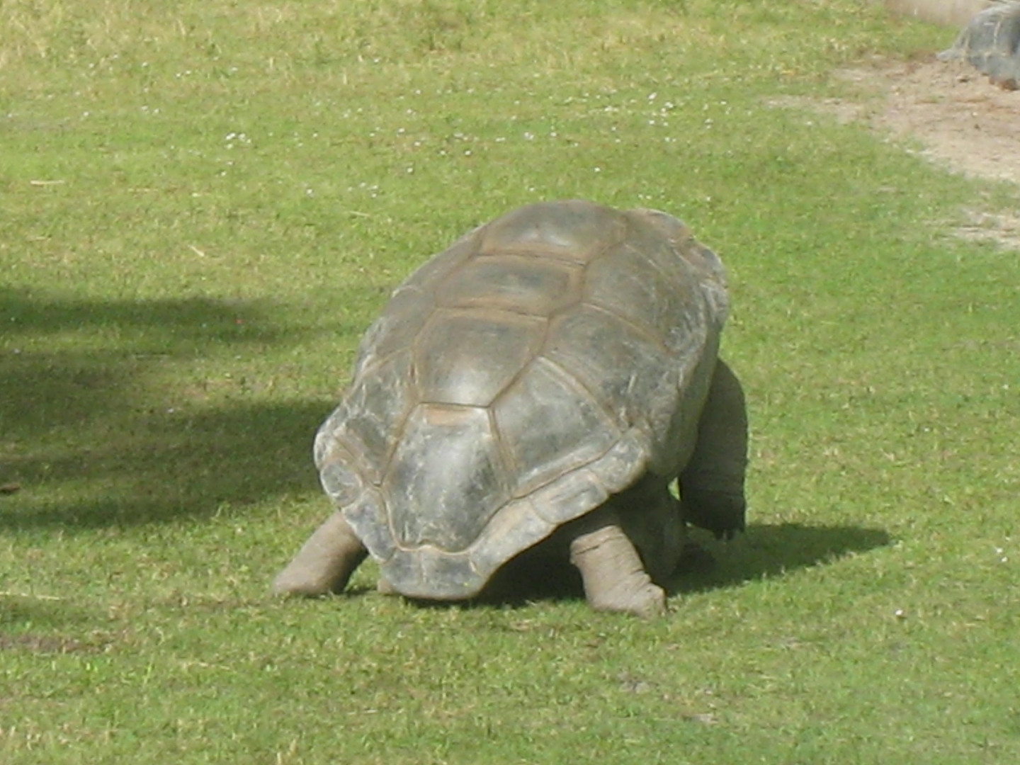ALDABRA BREEDER