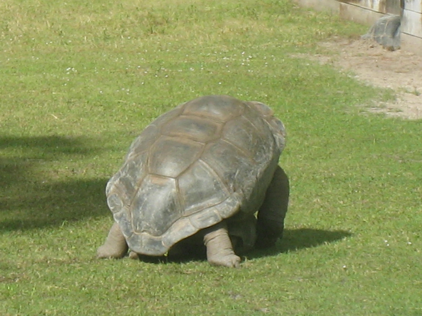 ALDABRA BREEDER