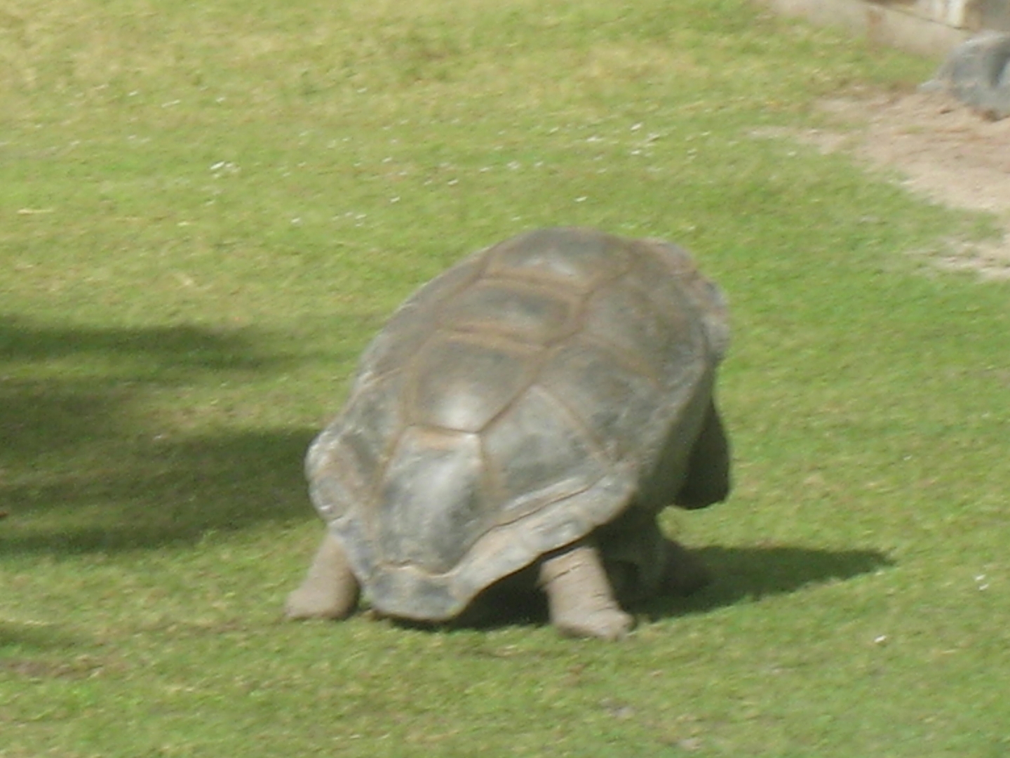 ALDABRA BREEDER