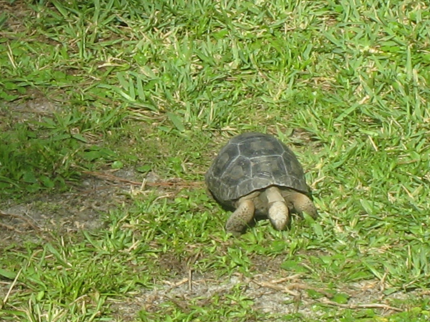 ALDABRA BREEDER