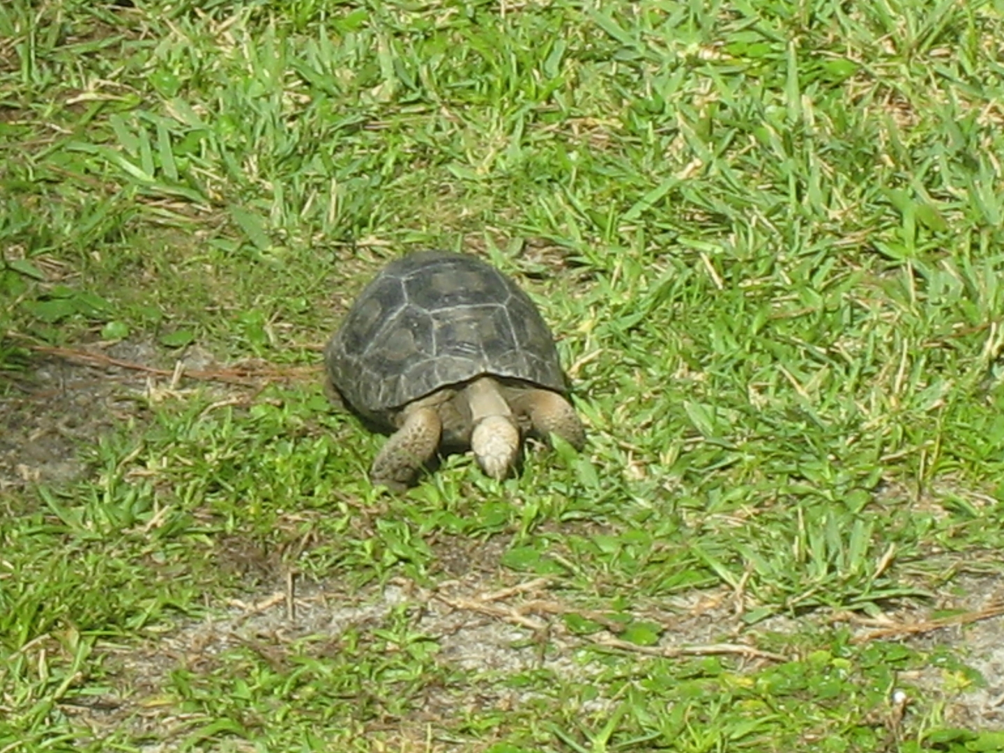 ALDABRA BREEDER