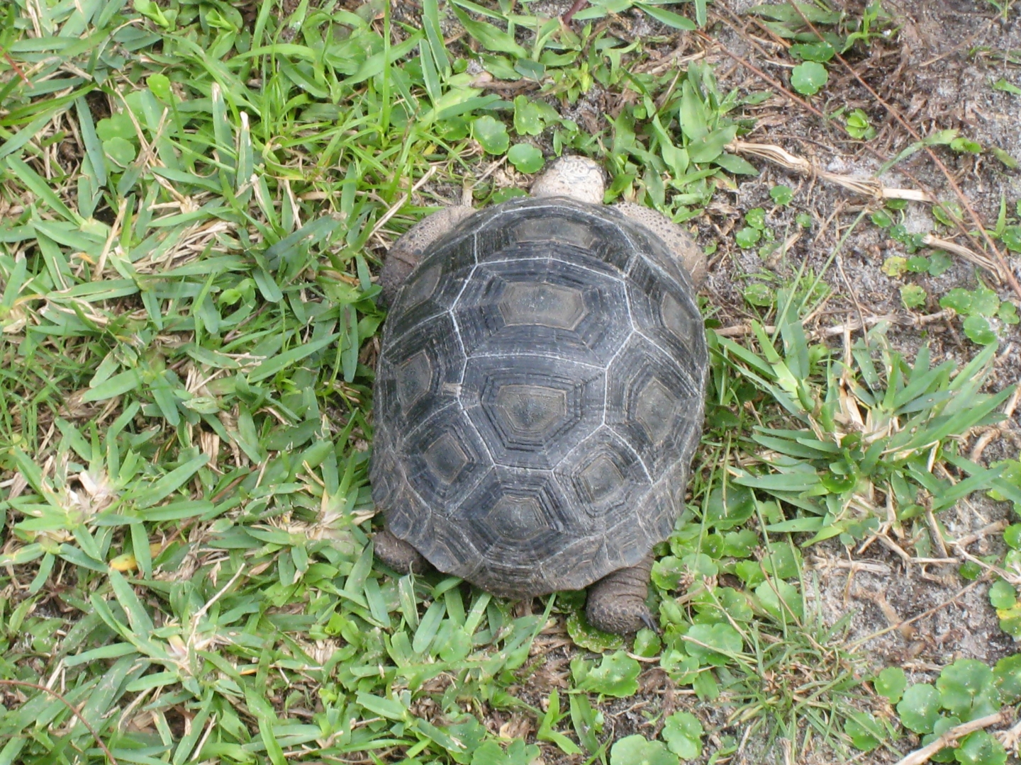 ALDABRA BREEDER