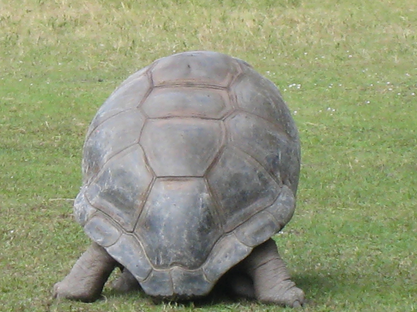 ALDABRA BREEDER