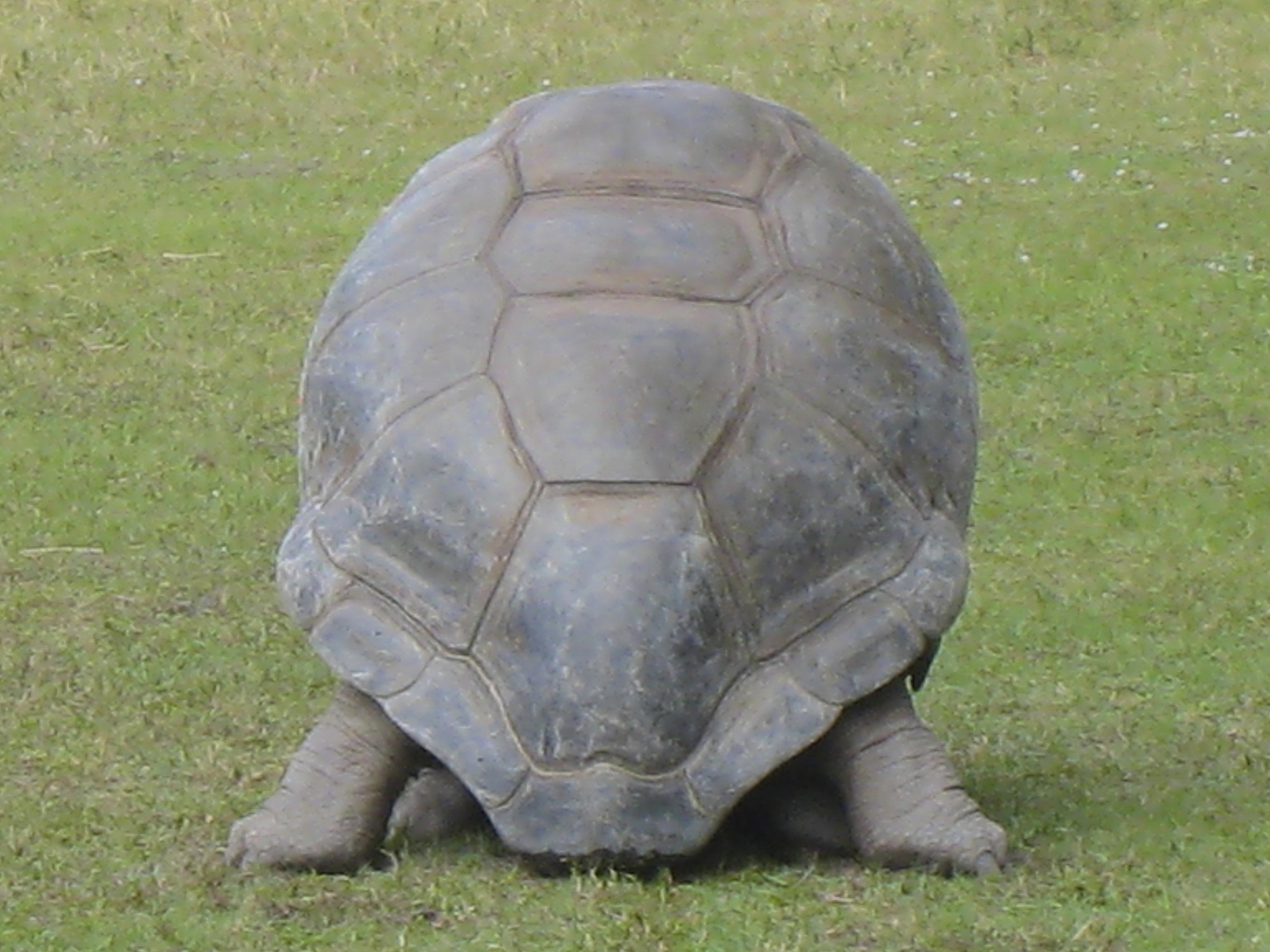 ALDABRA BREEDER