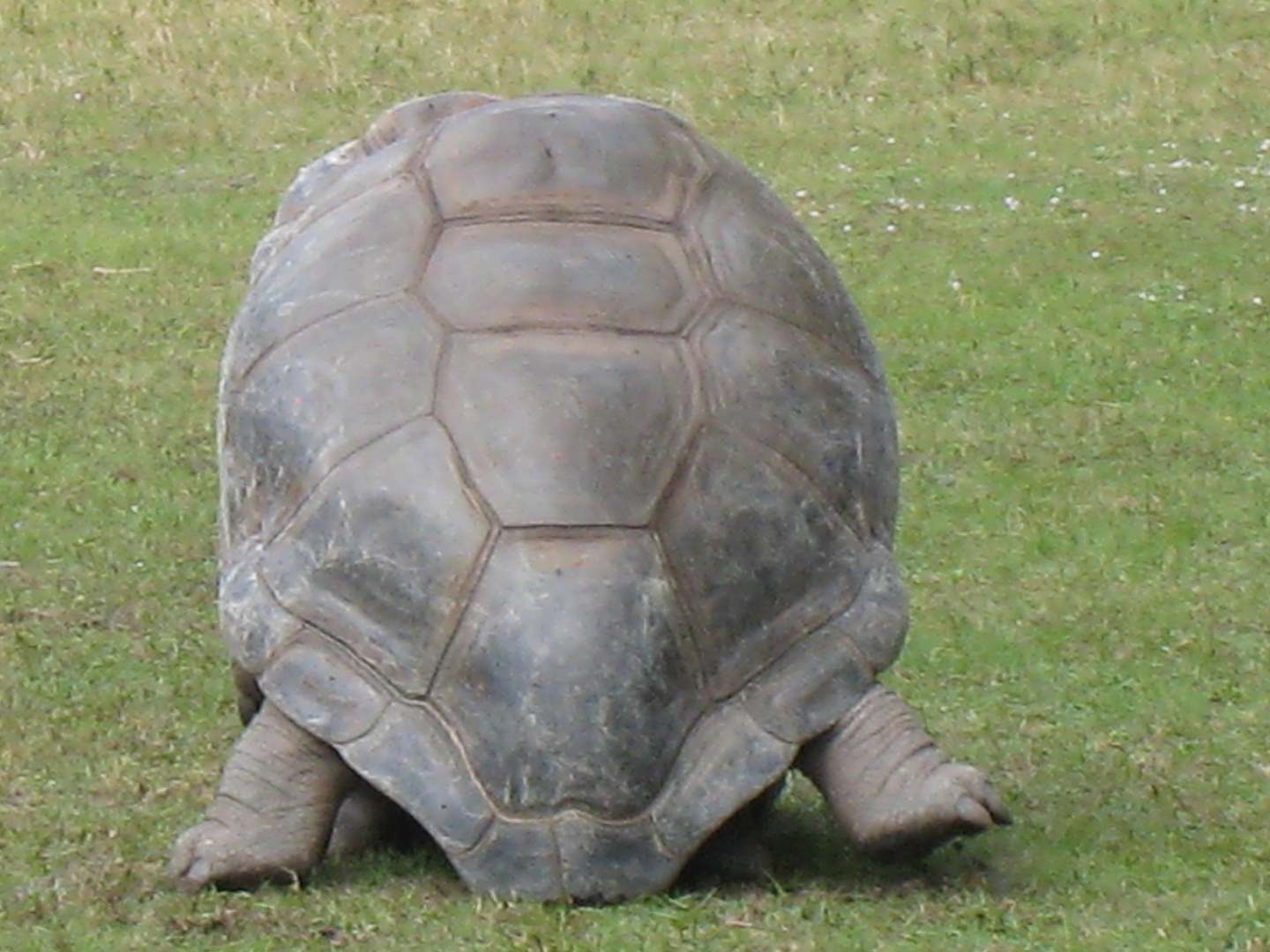ALDABRA BREEDER