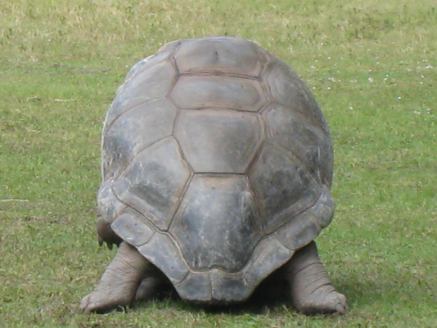 ALDABRA BREEDER