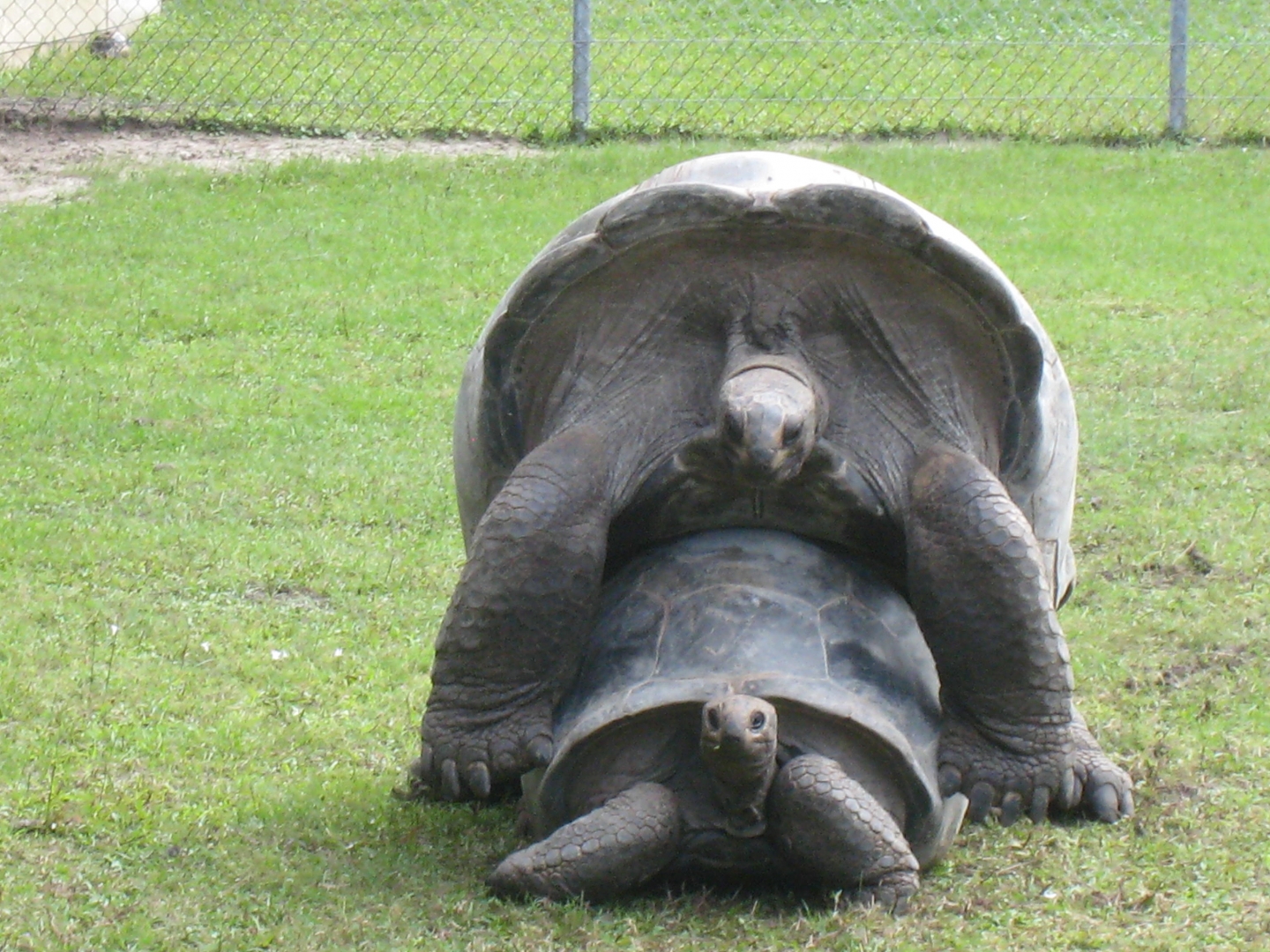 ALDABRA BREEDER